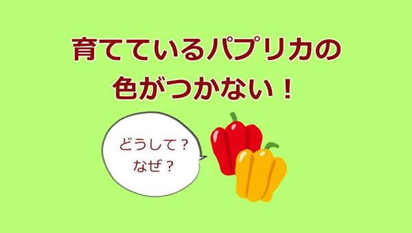 パプリカの色がつかない原因は パプリカが緑のままなのは何故 もなブログ